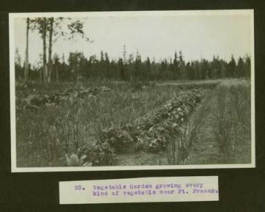 Historical photos courtesy of UNBC archives show rich framland in Fort Fraser BC, circa 1914